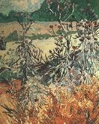 Vincent Van Gogh, Thistles (nn04)